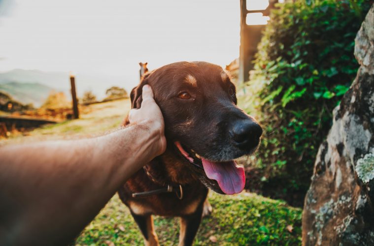 Pet friendly wine farms