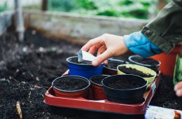 Do plant and vegetable seeds expire?