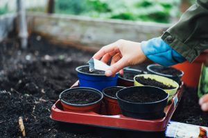 Do plant and vegetable seeds expire?