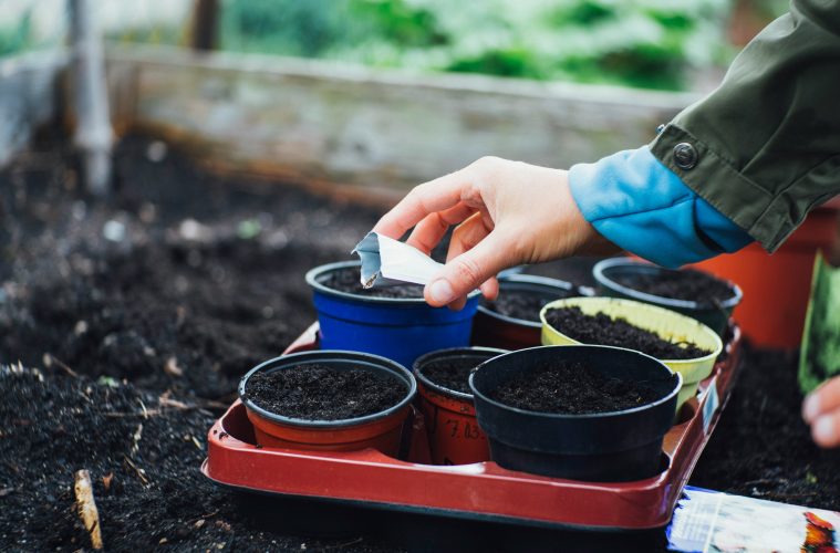 Do plant and vegetable seeds expire?