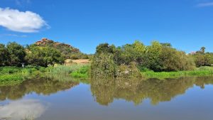 Storm causes iconic Willow tree to topple over into the Lonehill Dam
