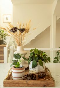 Using a tray - potted plants (1)
