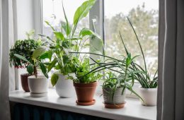 Lots of winter houseplants growing on window sill.