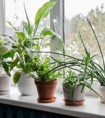 Lots of winter houseplants growing on window sill.