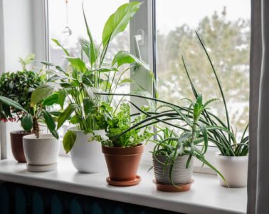 Lots of winter houseplants growing on window sill.