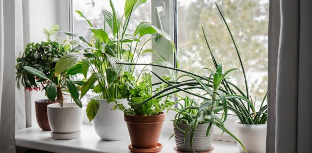 Lots of winter houseplants growing on window sill.
