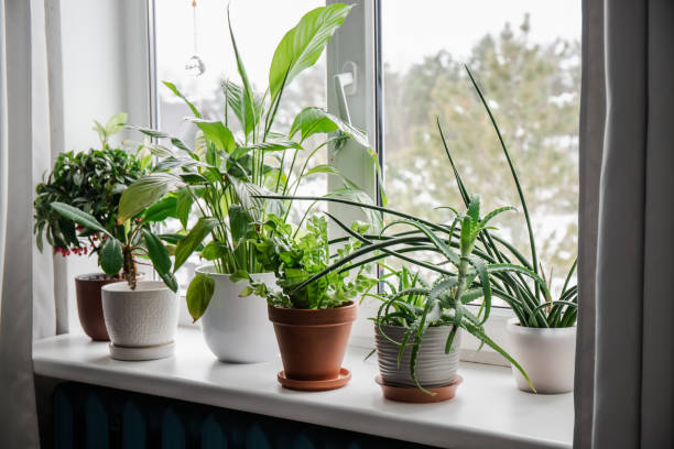 Lots of winter houseplants growing on window sill.