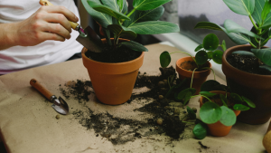 What does root rot look like? Here's how to catch it early enough to cure it