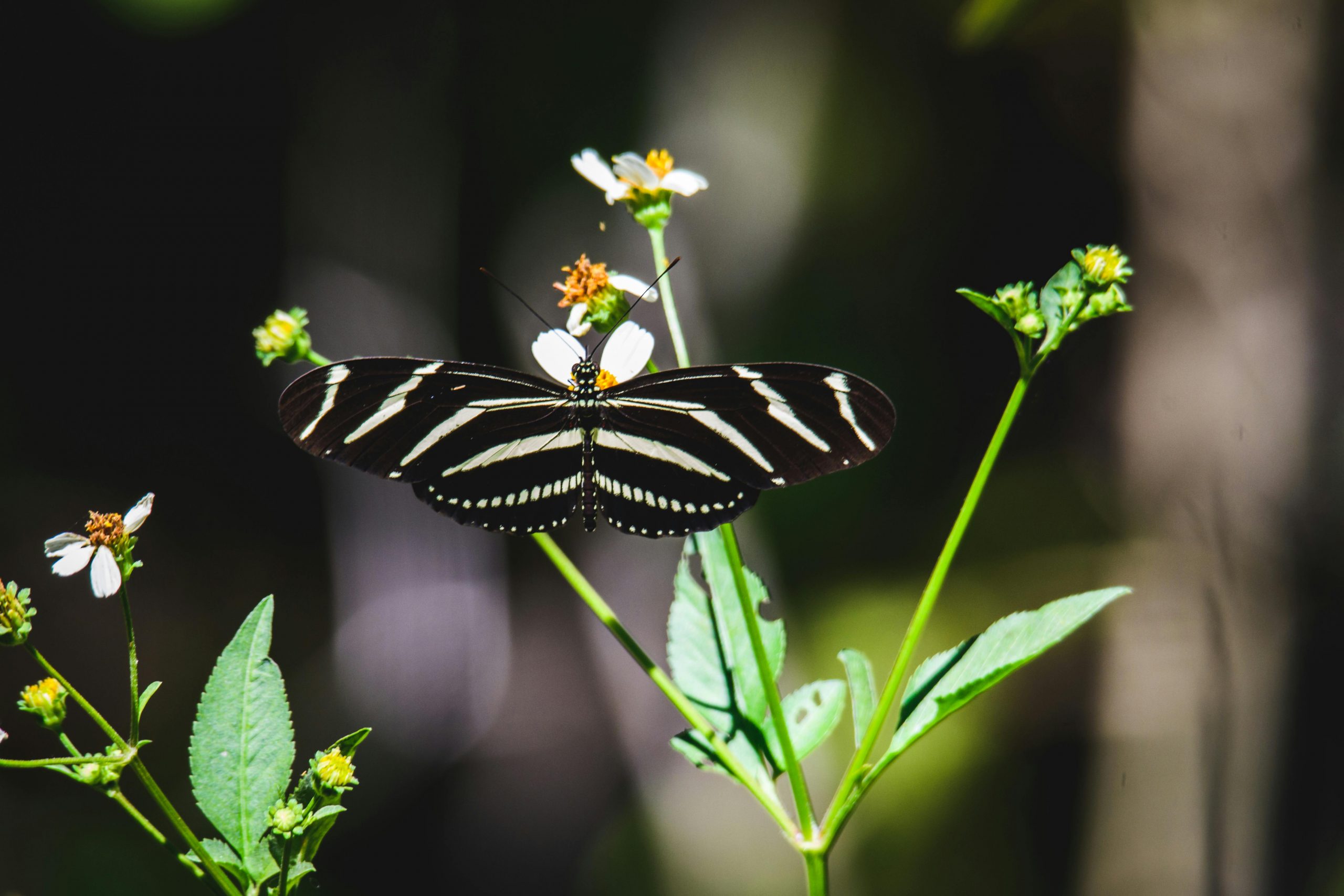 Zebra Longwing Butterfly