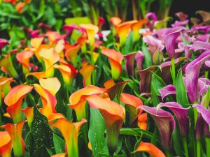 The Newt, owned by SA’s Koos Bekker and Karen Roos, new sponsors of Chelsea Flower Show