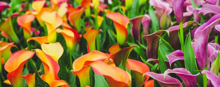 The Newt, owned by SA’s Koos Bekker and Karen Roos, new sponsors of Chelsea Flower Show