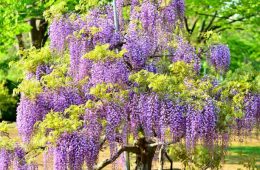 Graceful Wisteria Tree with lush leaves
