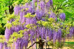 Graceful Wisteria Tree with lush leaves