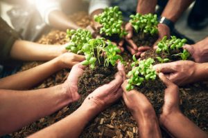 People holding plants growing in soil for conservation