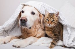 Young golden retriever dog and cute cat under cozy plaid.