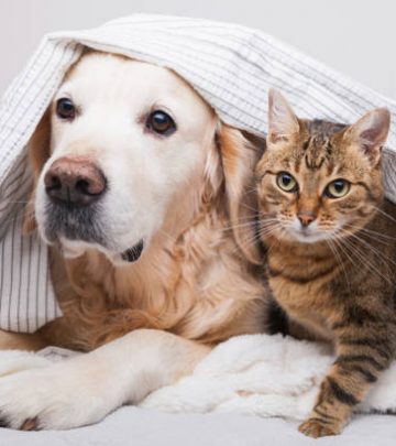 Young golden retriever dog and cute cat under cozy plaid.