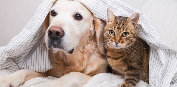 Young golden retriever dog and cute cat under cozy plaid.