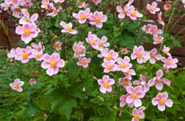 Beautiful pink anemone blooms in garden