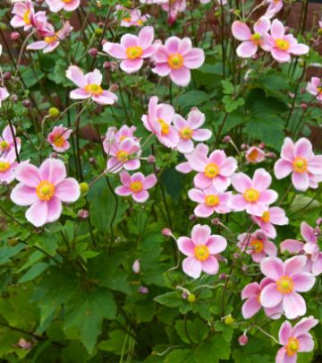 Beautiful pink anemone blooms in garden