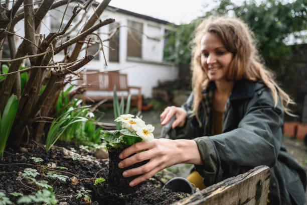 Female gardening plant anemones in flowerbed.