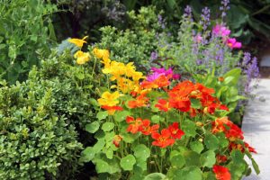 Nasturtium in the vegetable garden.