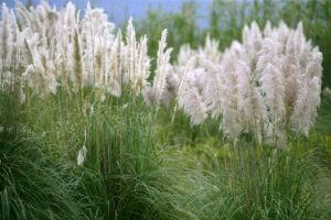 Pampas grass in savvana