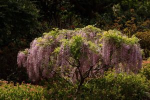 Lush wisteria plant in the morning sun.