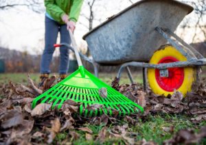 Raking leaves with a rake