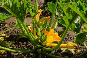 The leaves of squash with a few yellow leaves.