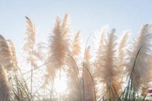 Dry pampas grass plant flowing beautifully