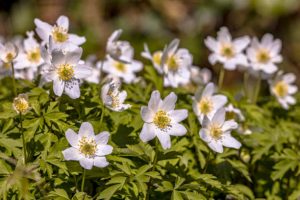 Anemone close up of blooming plants in spring sun.