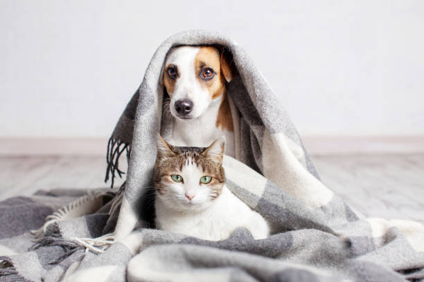 Adorable cat and dog together under plaid on floor indoors keeping warm