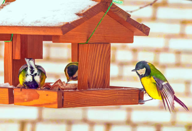 birds eating seed from bird feeder. Feeding birds in winter.