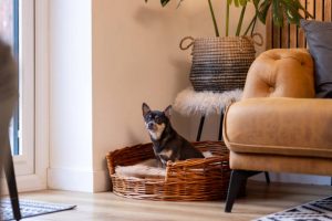 Chihuahua sitting in a cosy wooden dog bed.