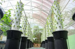 Aeroponic Farming towers