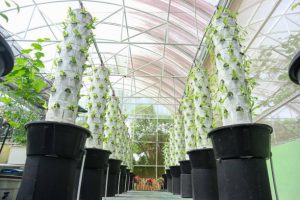 Aeroponic Farming towers