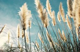 Pampas grass heads blowing in the breeze