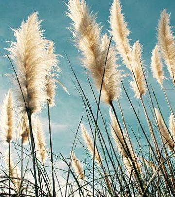 Pampas grass heads blowing in the breeze