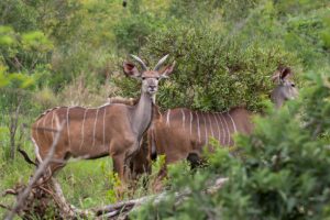 The beautiful national parks of South Africa SANParks