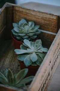 plants in box