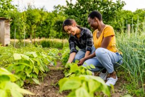 Ladies doing some companion gardening for their gardens productivity