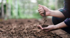 Farmers' experts checking soil conditions before planting