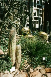 Succulents