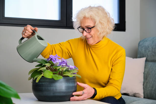 Woman watering African violet plant at home. Taking care of house plants.