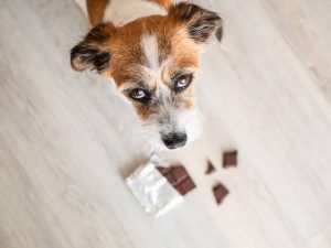 Dog, dangerous, poisoning, see, top view, sitting, small, sweet, animal theme