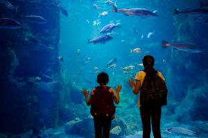 Kids looking at fish in a big aquarium