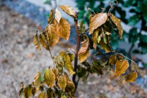 brown leafs on branches of a tree