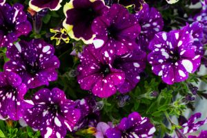 Petunia night sky flowers with green leaves and buds.