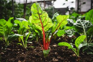 Beets plant growing in home garden.