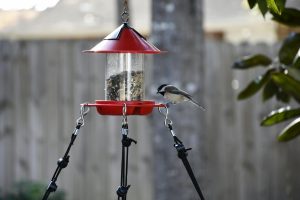 Bird feeder